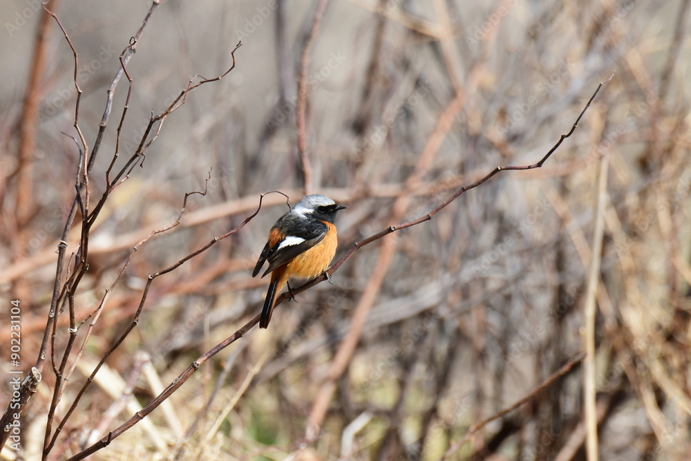 Naklejka premium 枯れ枝にジョウビタキ