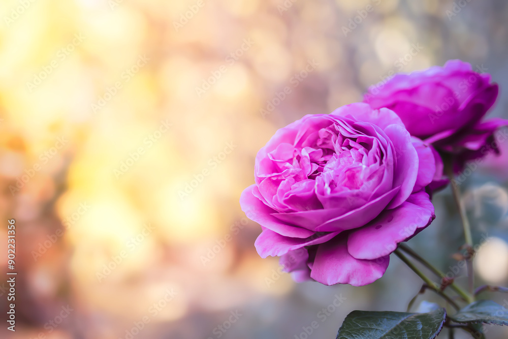 Obraz premium Beautiful of petal pink roses in blooming in the garden with blurred sunlight background. Copy Space.