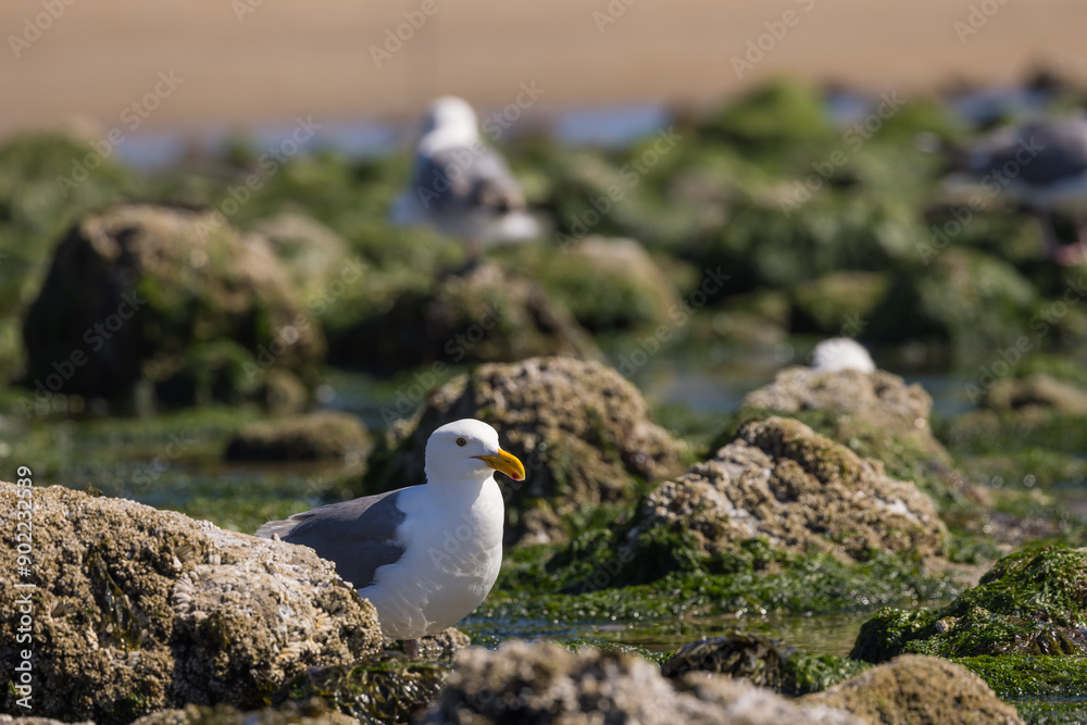 Seagulls in the middle of basalt rocks at Oregon coast. Seagulls in the middle of basalt rocks at Oregon coast.