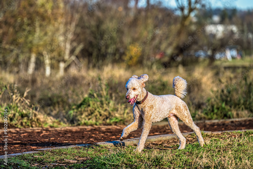 2023-12-31 A CREAM COLORED STANDARD POODLE RUNNING AROSS A FIELD WITH NICE EYES AND A OPEN MOUTH AT THE OFF LEASH DOG AREA AT MARYMOOR PARK IN REDMOND WASHINGTON 2023-12-31 A CREAM COLORED STANDARD POODLE RUNNING AROSS A FIELD WITH NICE EYES AND A OPEN MOUTH AT THE OFF LEASH DOG AREA AT MARYMOOR PARK IN REDMOND WASHINGTON