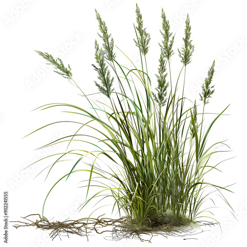 Highly detailed illustration of Vetiver Grass, showcasing its intricate textures and patterns in a hyperrealistic style.
