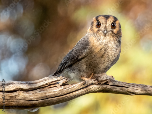 Australian Owlet-nightjar - Aegotheles cristatus in Australia photo