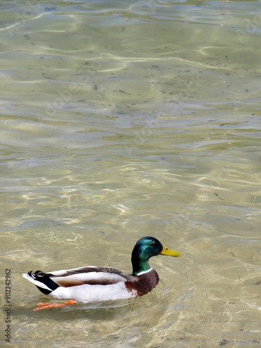 wild male mallard duck swimming on clear fresh water, anas platyrhynchos on annecy lake photo