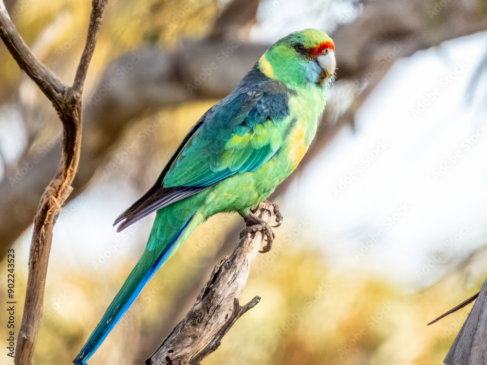 Australian Mallee Ringneck - Barnardius zonarius barnardi in Australia Australian Mallee Ringneck - Barnardius zonarius barnardi in Australia