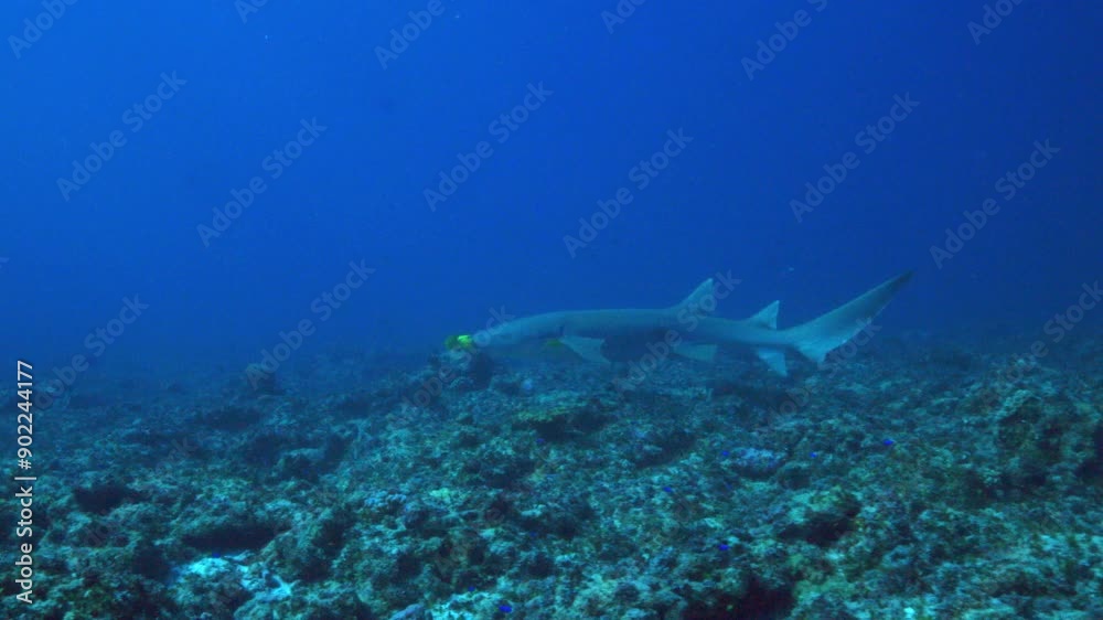 A beautiful nurse shark swims gently in front of the camera above the coral reef against the deep blue ocean background. A beautiful nurse shark swims gently in front of the camera above the coral reef against the deep blue ocean background.