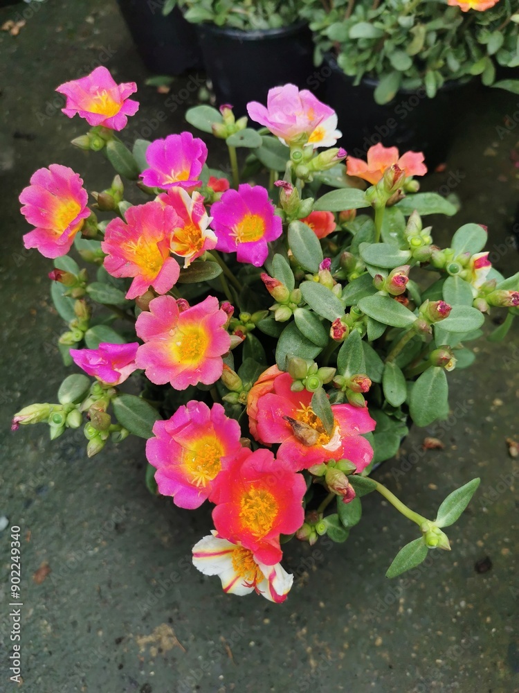 Obraz premium Moss rose, Portulaca grandiflora, is a drought and heat-tolerant annual native to hot, dry plains in Argentina, southern Brazil, and Uruguay. 