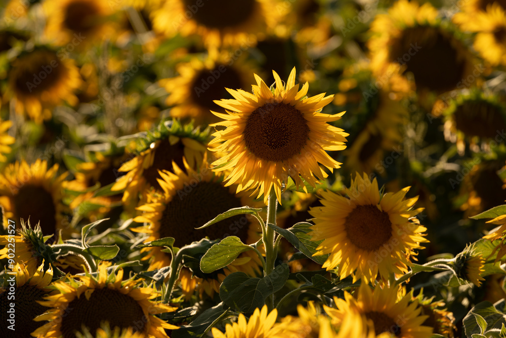 Fototapeta premium Beautiful field of sunflowers captured during golden hour