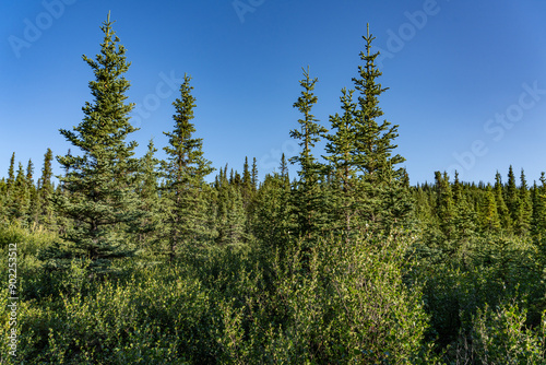 Picea glauca, the white spruce, Canadian spruce, skunk spruce, cat spruce, Black Hills spruce, western white spruce, Alberta white spruce, and Porsild spruce. Healy Alaska