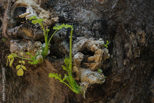 New shoots on the tree trunk