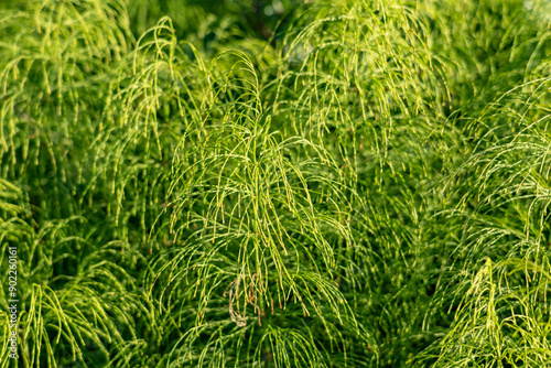 Equisetum sylvaticum, the wood horsetail, is a horsetail (family Equisetaceae) native to the Northern Hemisphere, occurring in North America and Eurasia, Healy, Alaska