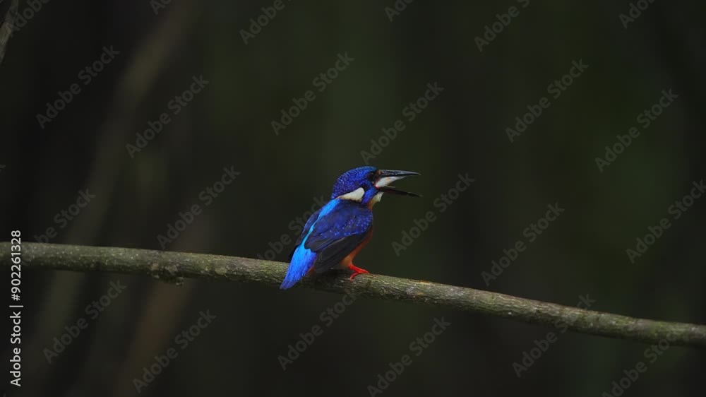 the activity of small bird Blue-eared kingfisher was trying to swallow a fish and finally succeeded in eating it the activity of small bird Blue-eared kingfisher was trying to swallow a fish and finally succeeded in eating it