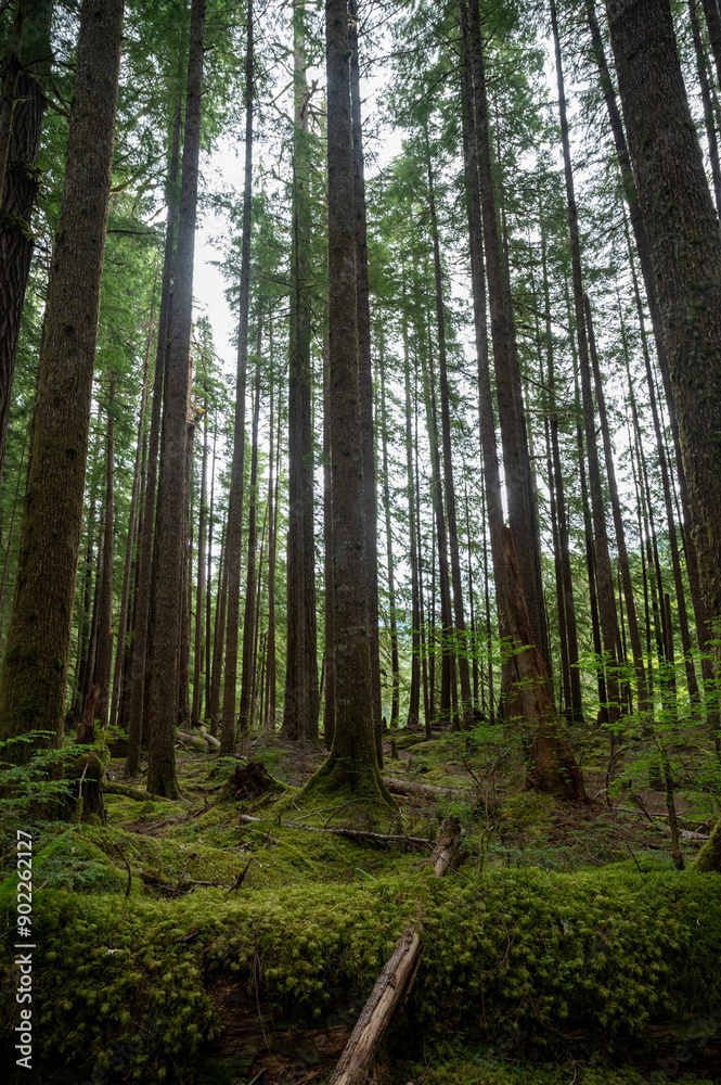 Beautiful Olympic National park in Washington Beautiful Olympic National park in Washington
