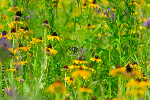 A Zebra Swallowtail Butterfly on Blue Vervain in a Field of Black-Eyed Susan Coneflowers in Riverside Park, Donegal Township, Pennsylvania.