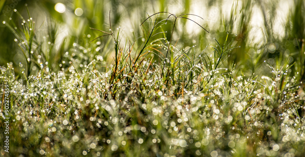 Green dew covered grass sparkling in sunlight Green dew covered grass sparkling in sunlight