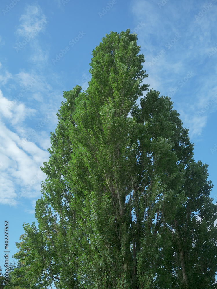 Fototapeta premium 木と空