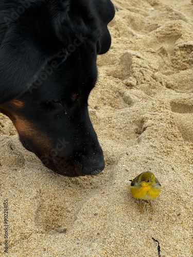 Black dog meets yellow bird on the beach