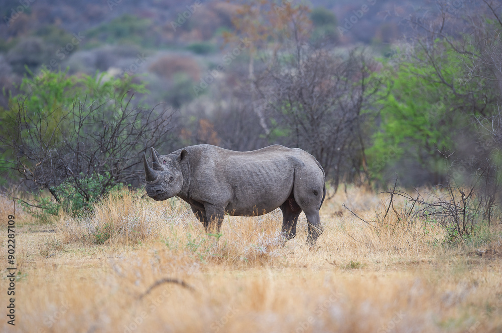 Fototapeta premium Lone Black Rhino in the african bush
