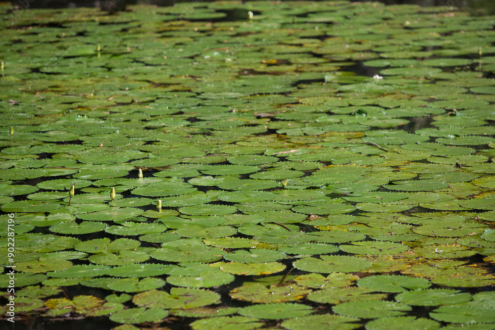 A pond full of lily pads A pond full of lily pads