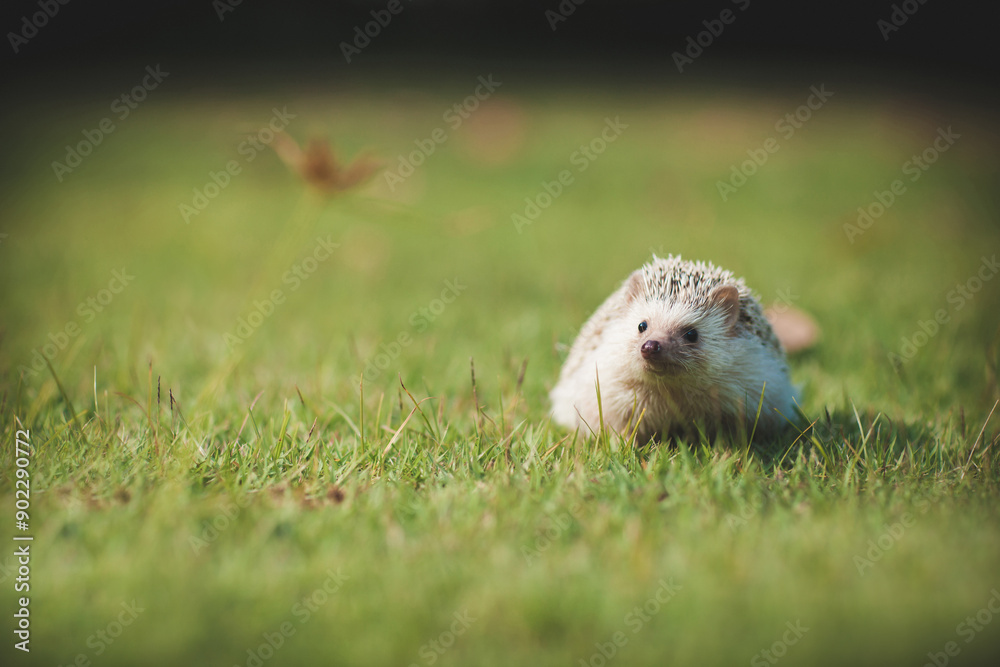 Fototapeta premium Little hedgehog on the lawn