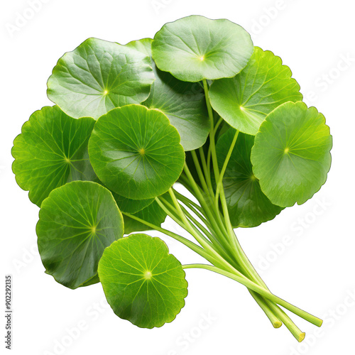 Fresh gotu kola leaves isolated on transparent background photo