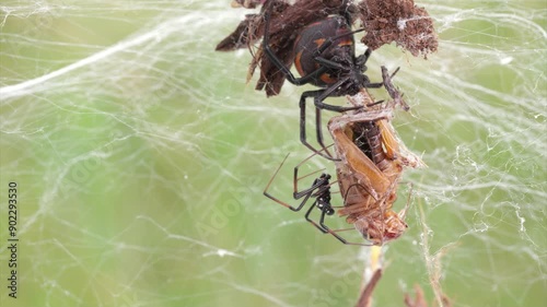 Die Spinne schwarze Witwe bei der Paarung, Überblick und close up, Latrodectus menavodi photo