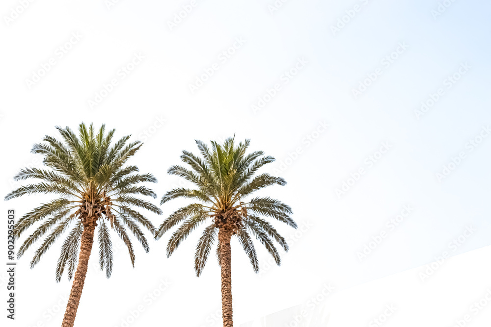 Obraz premium Two Palm Trees Against a White Sky