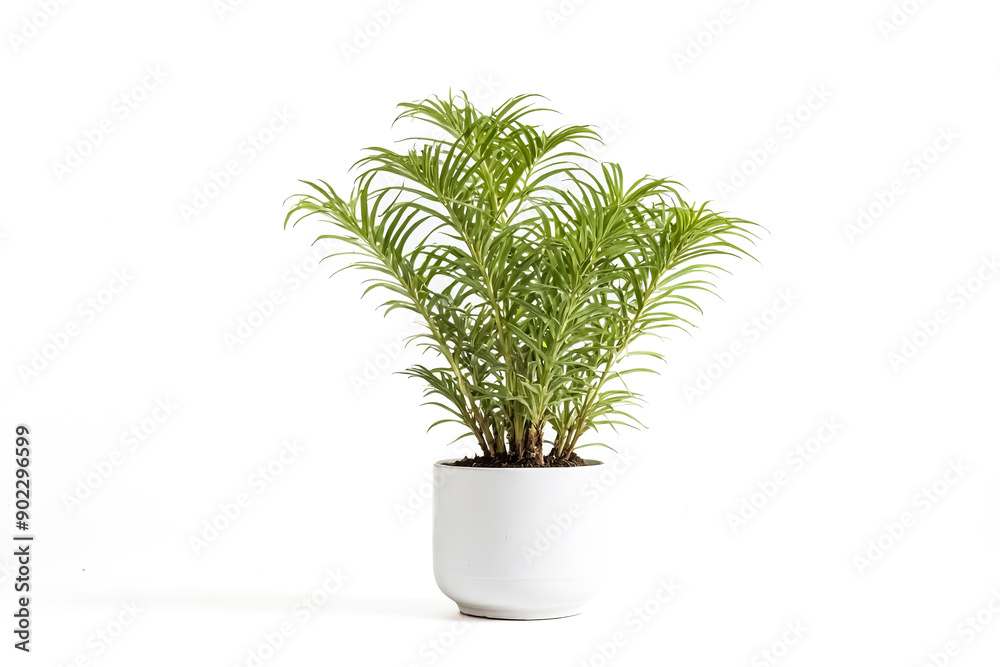 Green plant in a white pot on a white background Green plant in a white pot on a white background