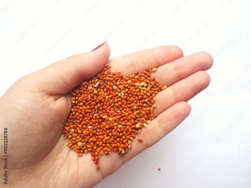 A handful of grain in the palm of your hand in close-up. Background, place for text. Harvesting a new crop. Unprocessed red millet. The concept of food shortage, crisis.