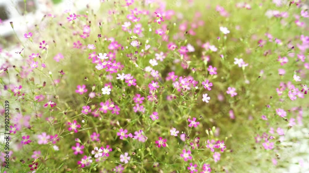 Gypsophila and daisy. Floral beautiful light background. Small flowers. Flowers Gypsophila. Gypsophila and daisy. Floral beautiful light background. Small flowers. Flowers Gypsophila.