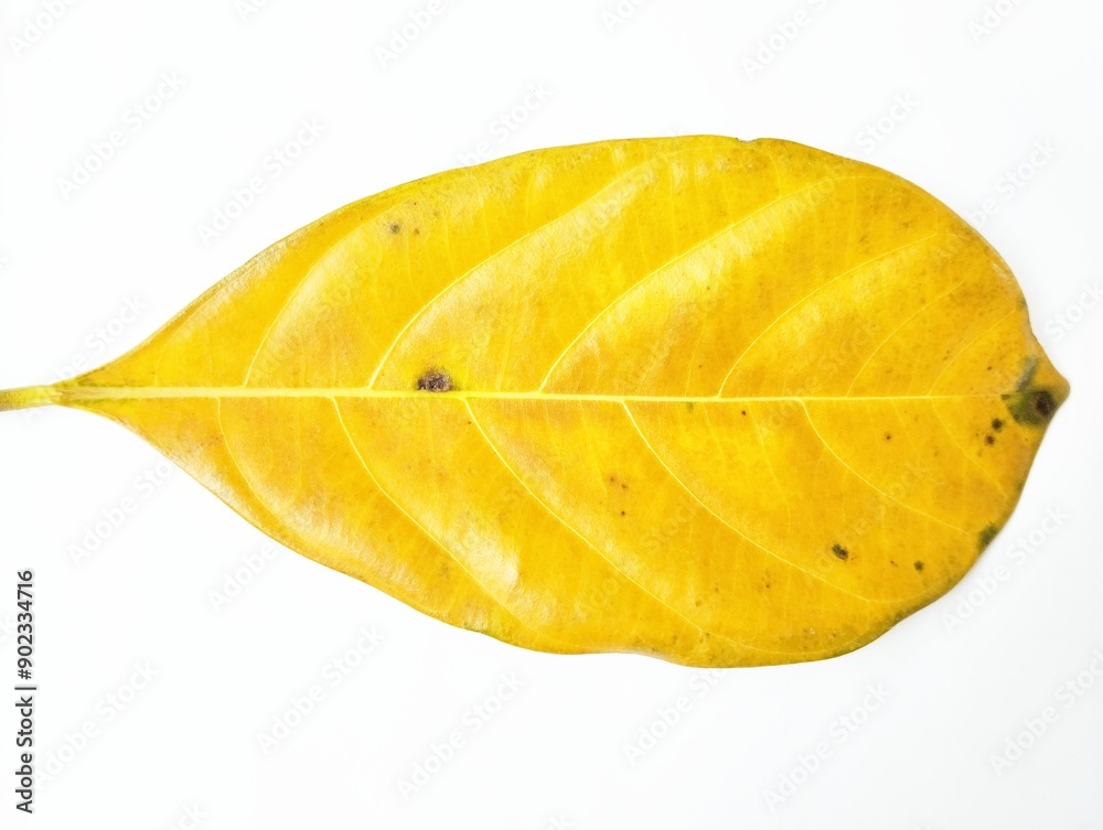 Fototapeta premium Yellow leaf on white background 