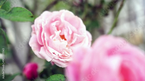 Beautiful Roses in the garden scene showing masses of beautiful roses in summer sunshine. garden background, colorful flowers blooming in spring, beautiful flower garden view