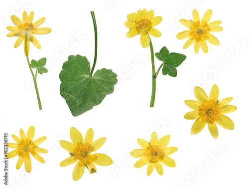 Pressed and dried yellow ficaria verna flowers and leaf, isolated on white background. For use in scrapbooking, pressed floristry or herbarium. photo