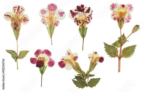 Pressed and dried mimulus flowers. Isolated on white background. For use in scrapbooking, floristry or herbarium.