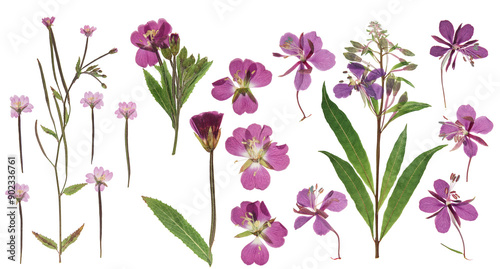 Pressed and dried delicate lilac flowers fireweed (epilobium collinum) on stem with green leaves. Isolated on white background. For use in scrapbooking, floristry or herbarium.