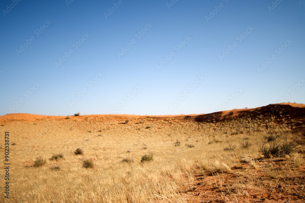 The red dunes of the Kalahari as seen in the Kgalagadi Reserve, South Africa The red dunes of the Kalahari as seen in the Kgalagadi Reserve, South Africa