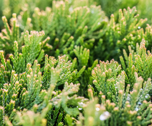 Texture, background of evergreen juniper with rain drops. Golden Carpet, Creeping Juniper. Bokeh with light reflection photo