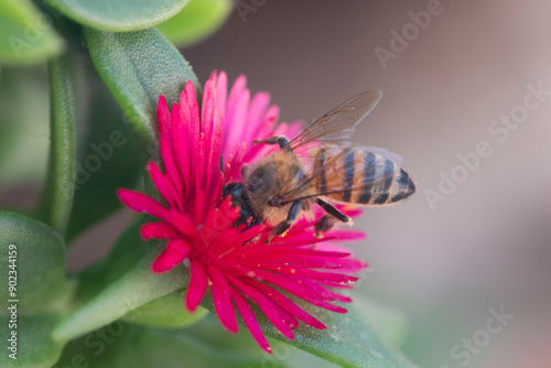 Bee in flower 
