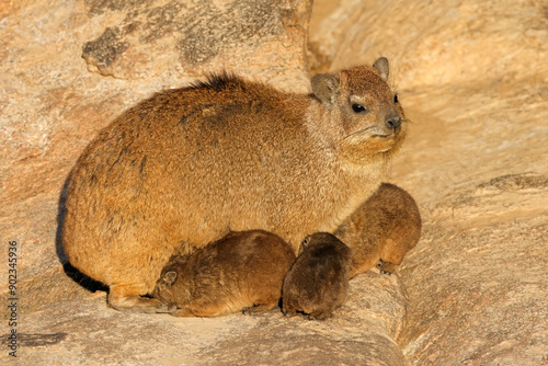 A rock hyrax (Procavia capensis) with small pup basking on a rock, Augrabies Falls National Park, South Africa. photo