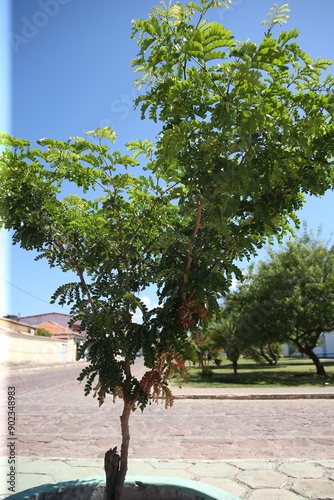 salvador, bahia, brazil - august 11, 2023: pau brasil tree - Paubrasilia echinata - seen in a flowerbed of an avinida in the city of Salvador. photo