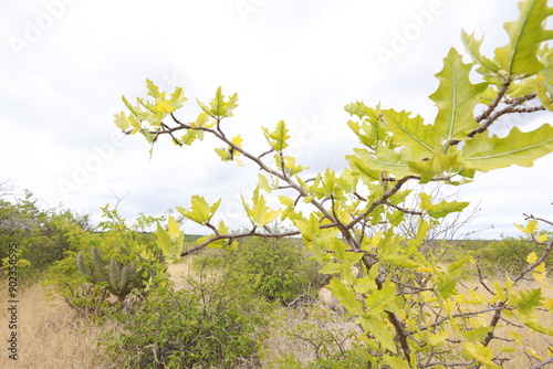 rodelas, bahia, brazil - june 15, 2024: Favela plant - cnidoscolus quercifolius. photo