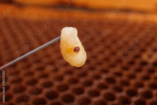 Varroa on a bee larva with honeycomb background