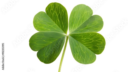 Lucky four leaf clover on white background