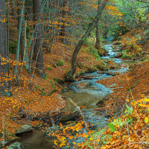 River in the autumn forest in the Rila mountains near Bachevo, Bulgaria photo