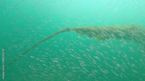 School of Sand Lace ( Ammodytidae sp) swimming close to a bull kelp. photo