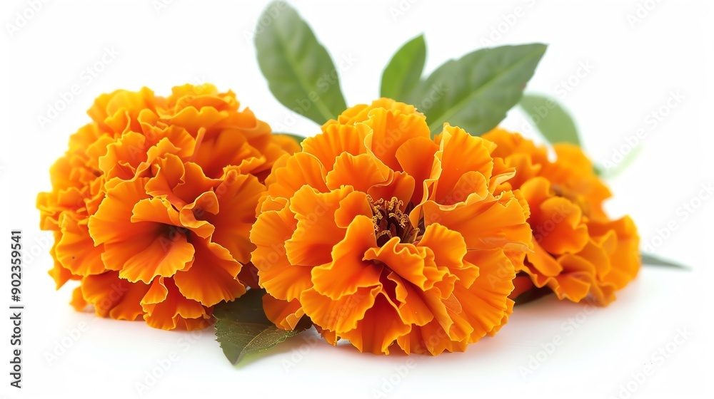 Three orange marigold flowers on a white background
Three orange marigold flowers on a white background