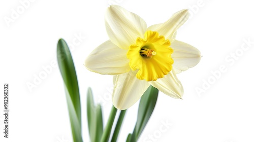 A single, delicate daffodil with pale yellow petals and a bright yellow center, isolated on a white background.