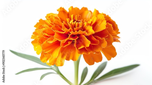 A single orange marigold flower with green leaves, isolated on a white background.