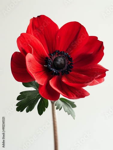 A single red anemone flower with green leaves against a white background.