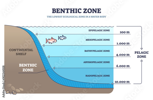 Benthic zone in ocean as lowest and deepest ecological zone outline diagram, transparent background. Labeled educational scheme with water body layers description and examples illustration.