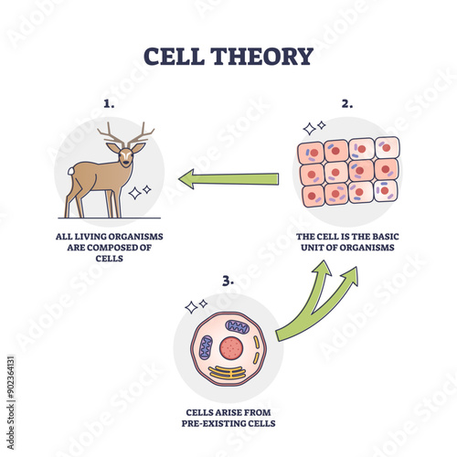 Cell theory for evolution and pre existing cells development outline diagram, transparent background. Labeled educational historic organism transformation progress stages and steps illustration.